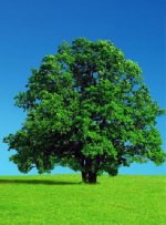 green_tree