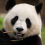 Pandabaer01